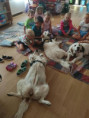 /album/fotogalerie-psi-navsteva-u-prvnacku/sample-0002-jpeg/